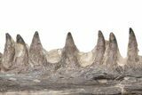 Fossil Fish (Cimolichthys) Jaw Section - Kansas #197618-2